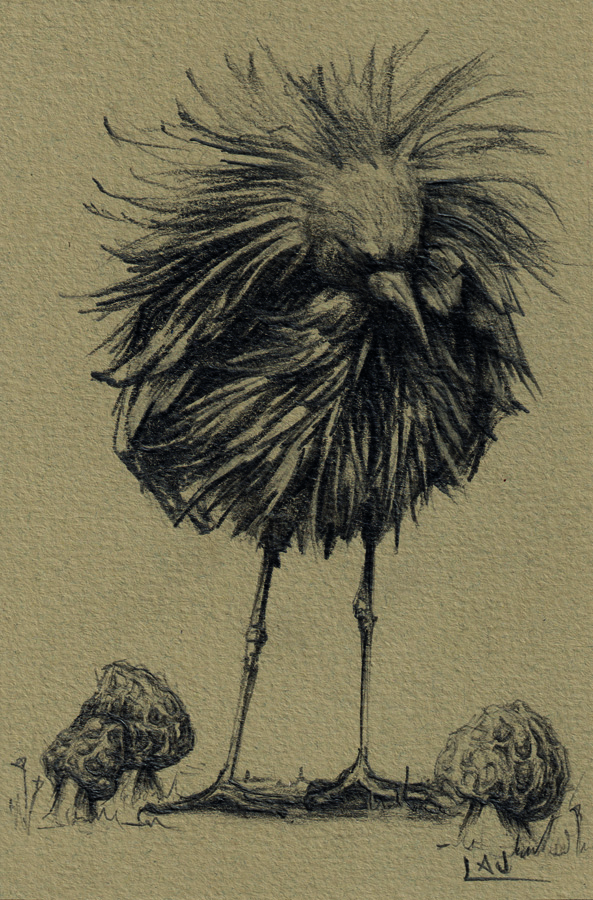Boceto