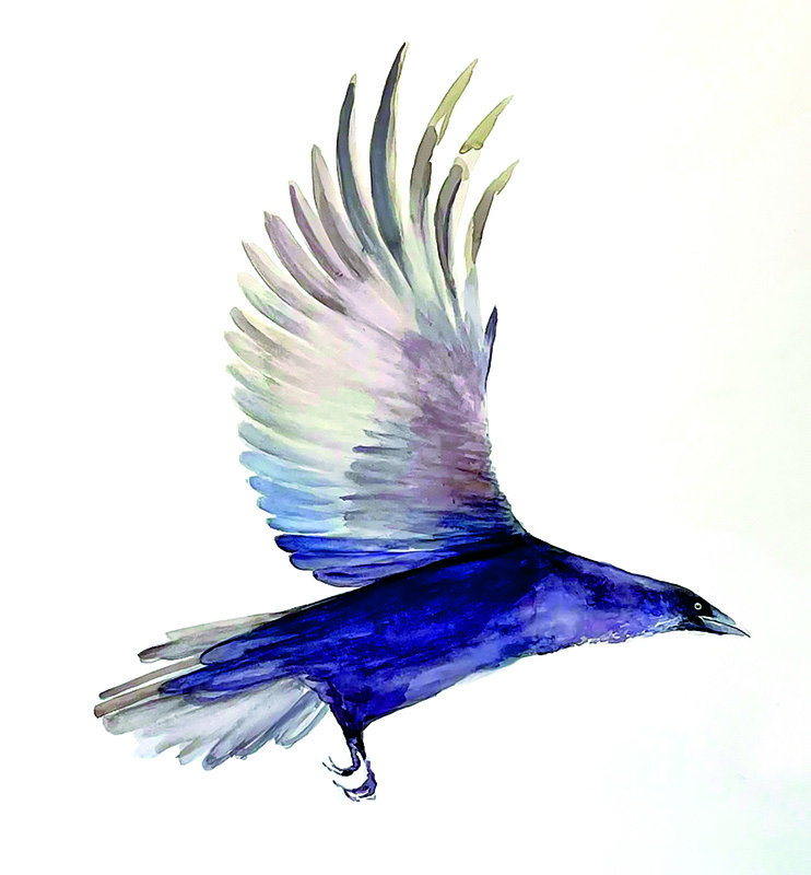 Cuervo volando