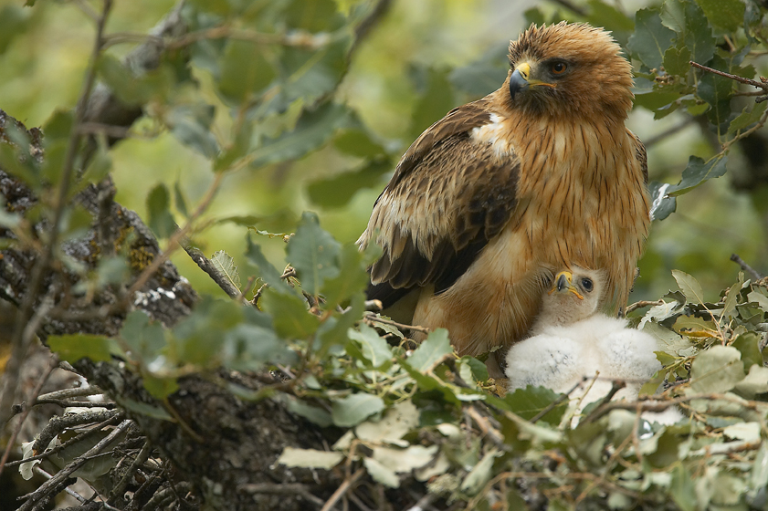 Aguila calzada