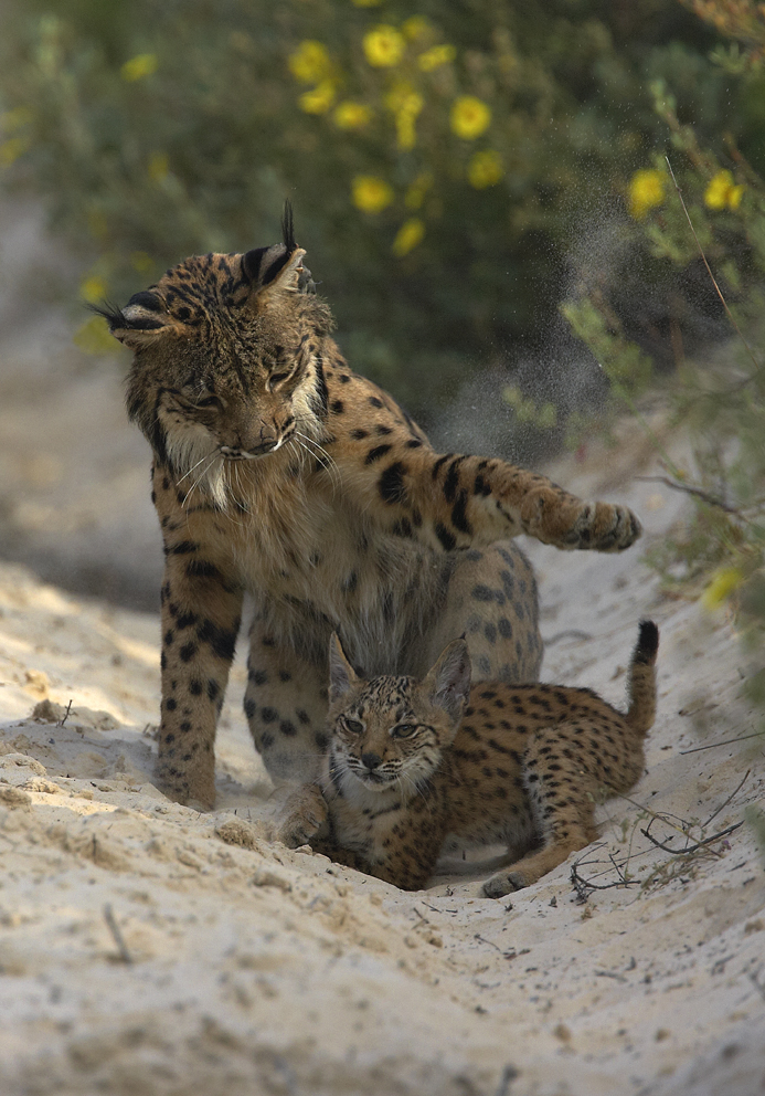 Lince