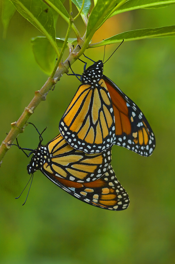 Monara  Copula