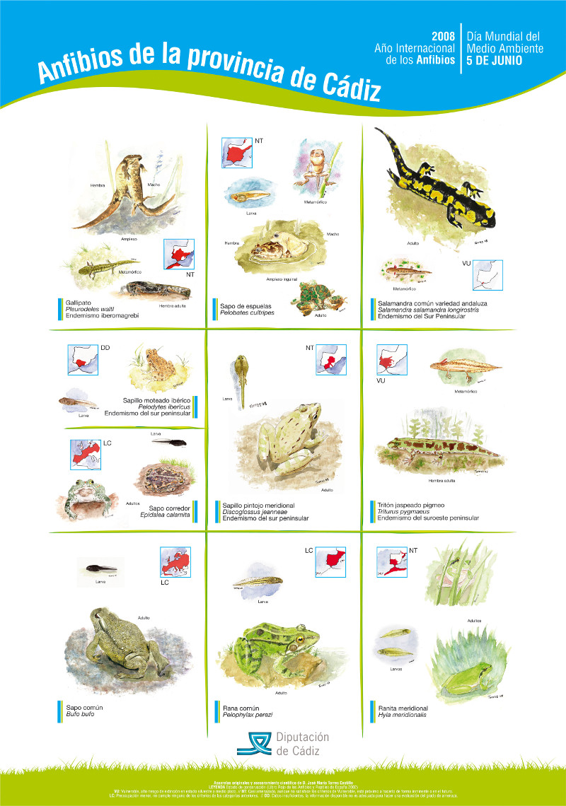 anfibios
