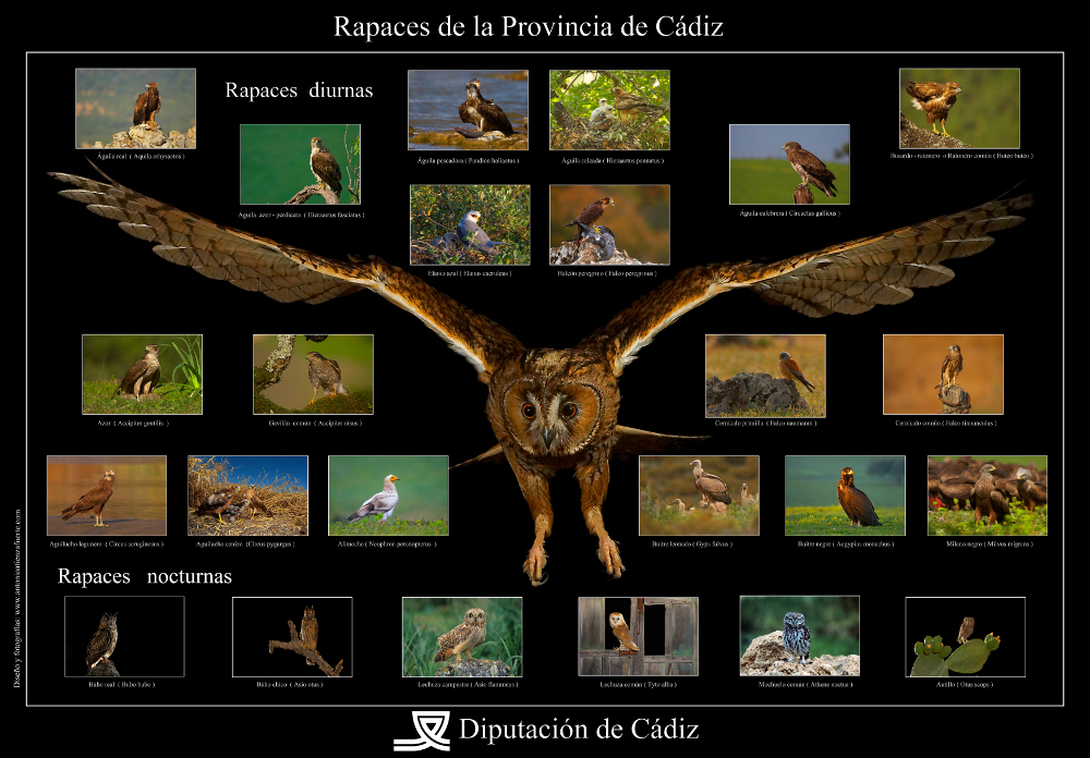 rapaces