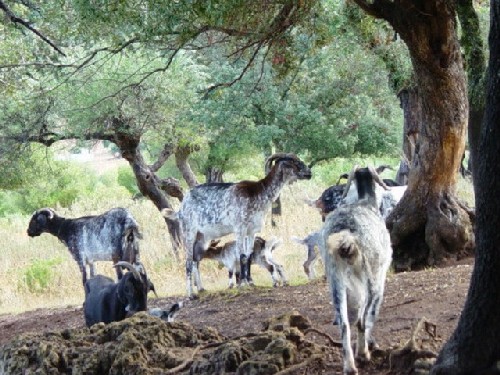 Cabras bajo acebuche