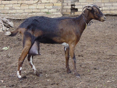 payoya1