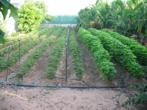 03.semillero en suelo