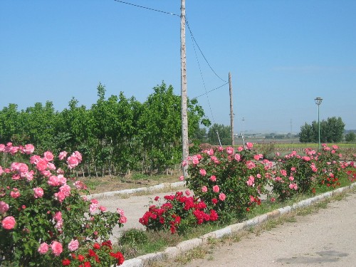 vivero jerez 1